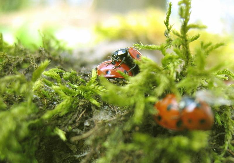 copulations coccinelliennes